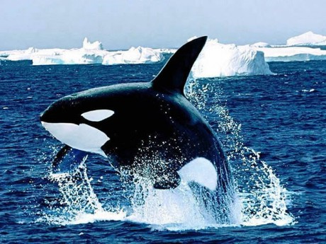 je známá také jako velryba zabiják