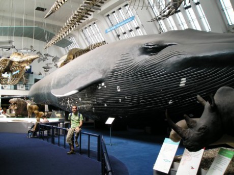 Dorůstá délky 30 metrů a váží přes 200 tun