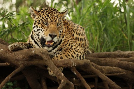 Jaguár je zdatný lovec 