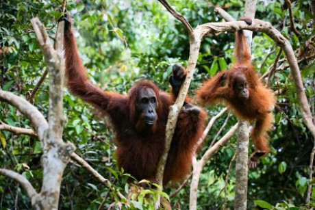 Orangutani tu jsou velmi vzácní